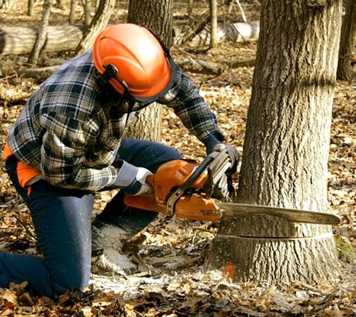 Tree Removal in Iowa, LA